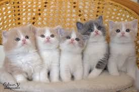 1f0f6dd4-c53e-6fe0-5f46-7c72a6b62a95